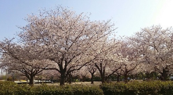 20190406_木場公園_05a05.jpg