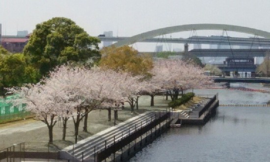 20190406_桜_04a06.jpg
