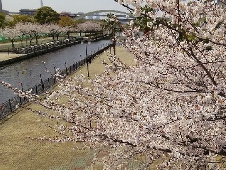 20190406_桜_05a07.jpg