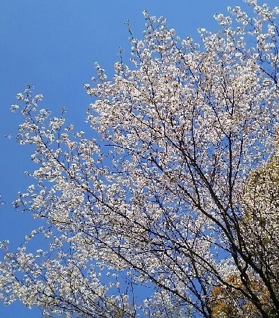 20190413_桜_01a.jpg