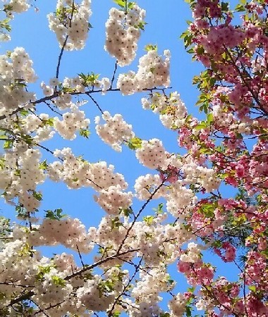 20190413_桜_02a.jpg