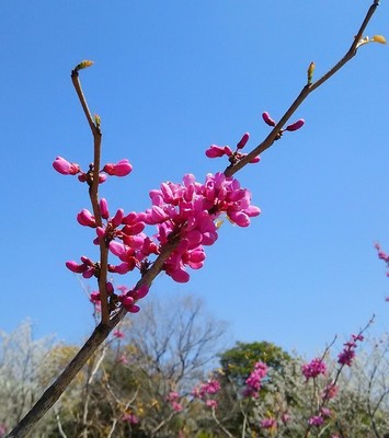 20190413_葛西臨海公園_02a.jpg