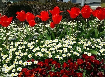 20190413_葛西臨海公園_03a.jpg