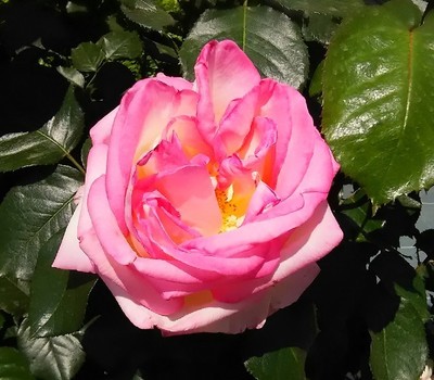 20190511_総合レクリエーション公園_03a.jpg