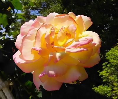 20190511_総合レクリエーション公園_09a.jpg
