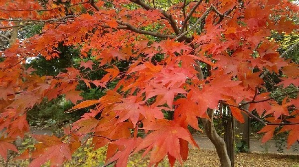 20191201_紅葉01a.jpg