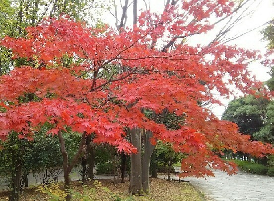 20191201_紅葉04a.jpg