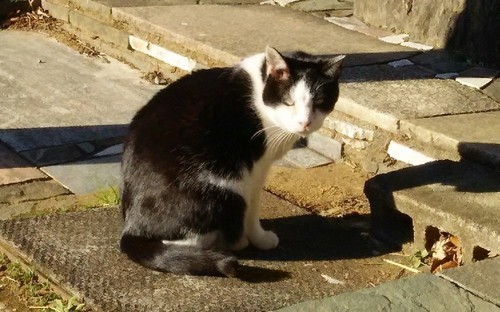 20200102_cat_02a.jpg