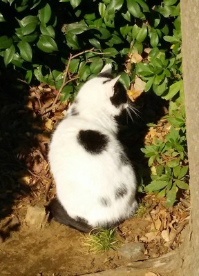 20200102_cat_03a.jpg