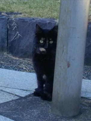 20200102_cat_04a.jpg