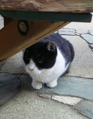 20200102_cat_06a.jpg