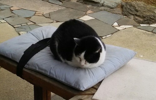 20200102_cat_07a.jpg