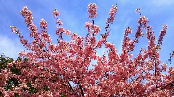 20200301_河津桜_01a.jpg