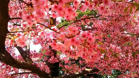 20200301_河津桜_02a.jpg