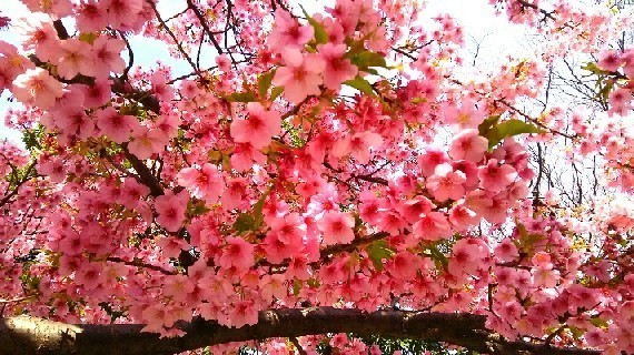 20200301_河津桜_03a.jpg