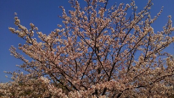 20200404_桜_01a.jpg