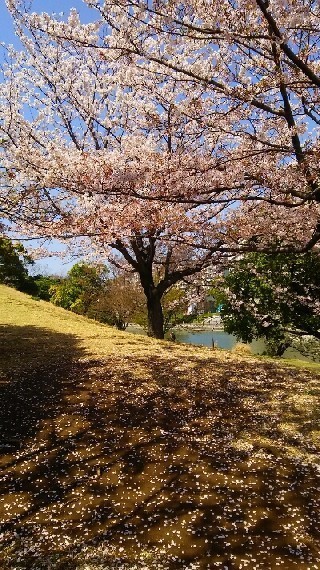 20200404_桜_02a.jpg