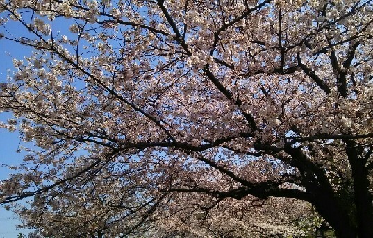 20200404_桜_05a.jpg