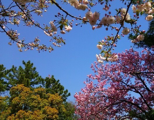 20200404_桜_07a.jpg