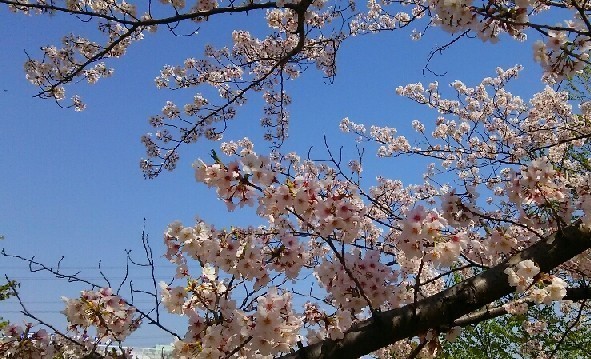 20200404_桜_08a.jpg