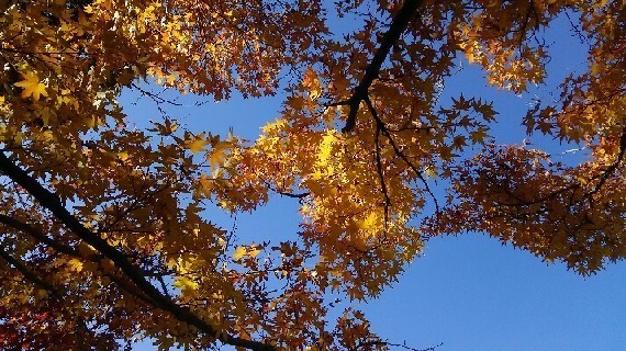 DSC_6578a.jpg
