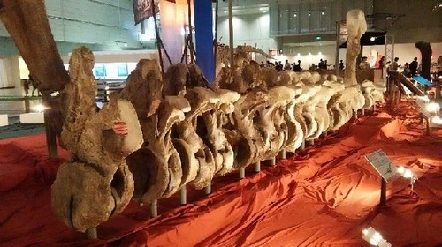 ギガ恐竜展2017_3a.jpg