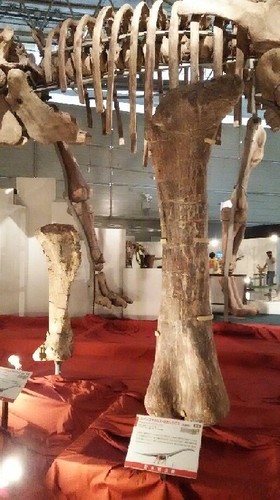 ギガ恐竜展2017_4a.jpg