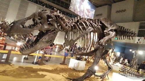 ギガ恐竜展2017_5a.jpg