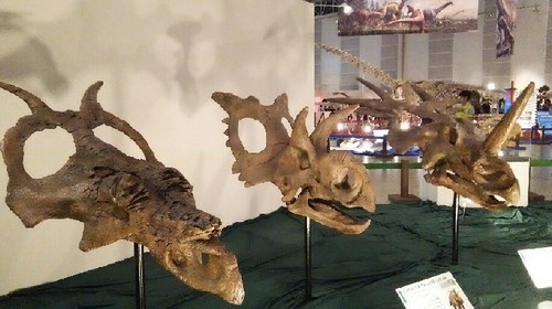 ギガ恐竜展2017_8a.jpg