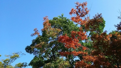 紅葉20161106_1a.jpg