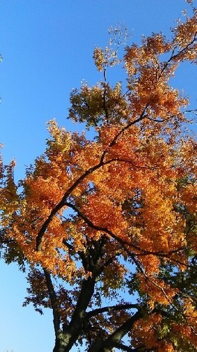 紅葉20161106_2a.jpg