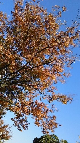 紅葉20161106_3a.jpg