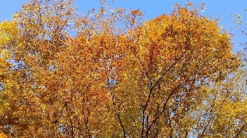 紅葉20161112_1a.jpg