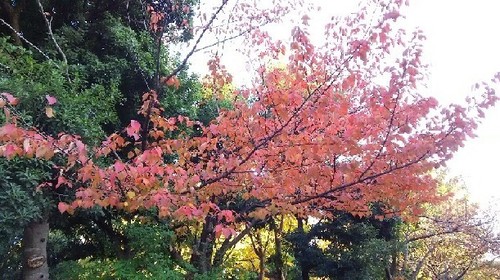 紅葉20161112_2a.jpg