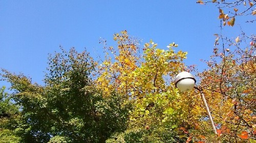 紅葉20161113_1a.jpg