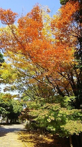 紅葉20161113_2a.jpg