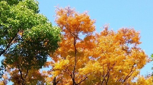 紅葉20161113_3a.jpg