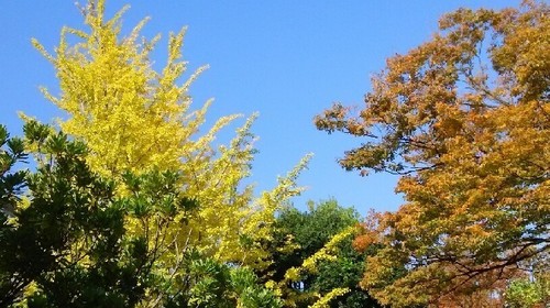 紅葉20161113_4a.jpg