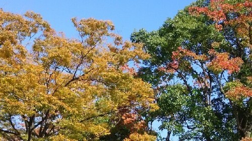 紅葉20161113_5a.jpg