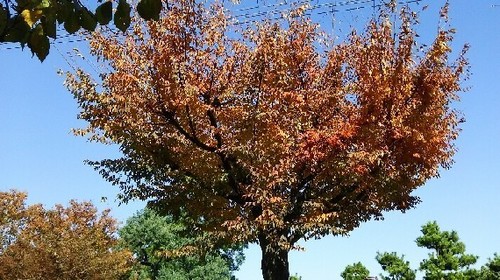 紅葉20161113_6a.jpg