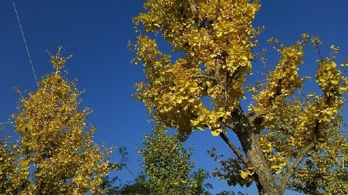 紅葉20161113_7a.jpg