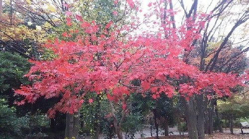 紅葉20161123_1a.jpg