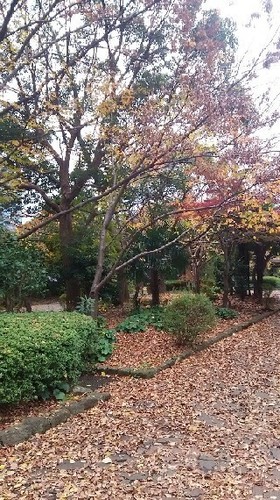 紅葉20161123_2a.jpg