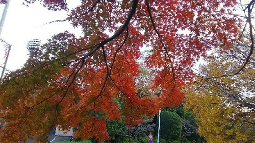 紅葉20161203_3a.jpg