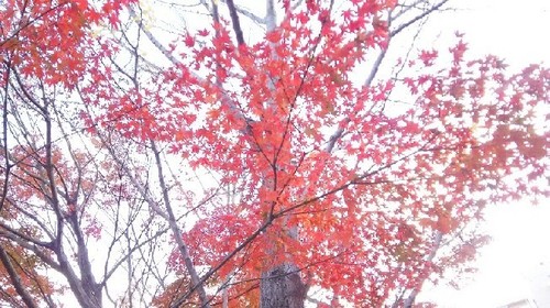 紅葉20161203_4a.jpg