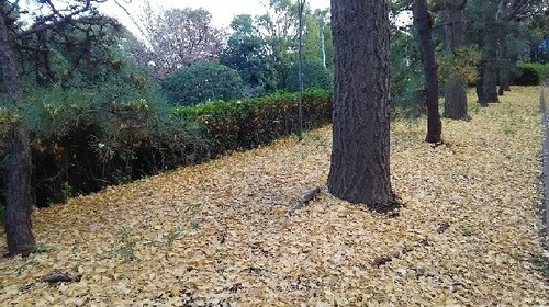 紅葉20161203_5a.jpg