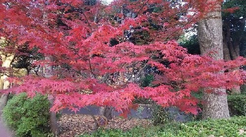 紅葉20161203_6a.jpg