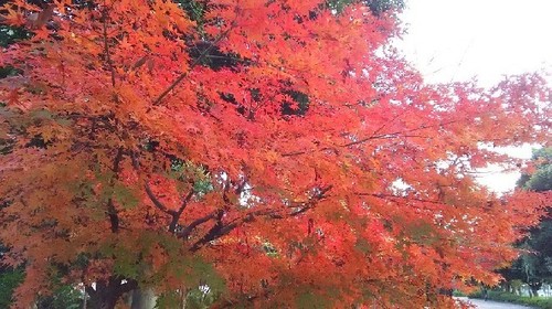 紅葉20161203_7a.jpg