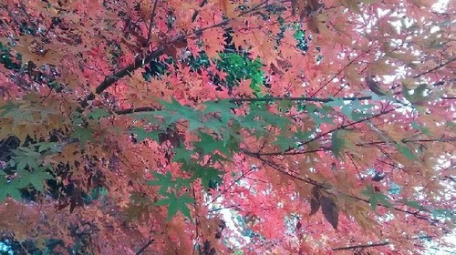紅葉20161203_8a.jpg