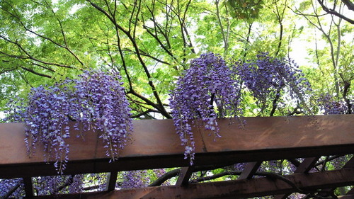 藤棚2014a.jpg